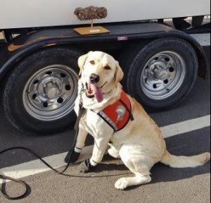 Working Dogs for Conservation Program